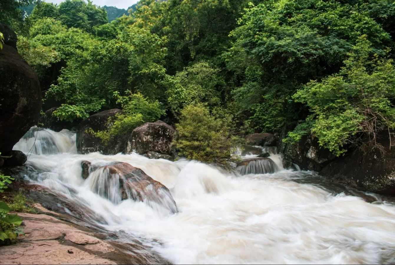 A Taste of Palakkad: How to Enjoy Local Food During Your Stay